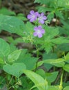 Three Wild Geraniums - Geranium maculatum Royalty Free Stock Photo